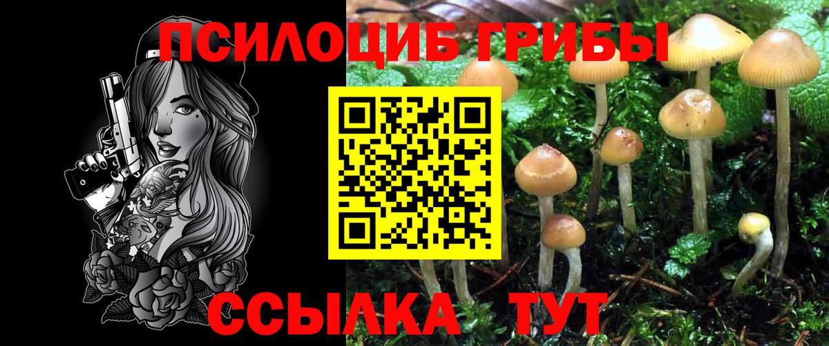 Псилоцибиновые грибы Psilocybe Ялуторовск
